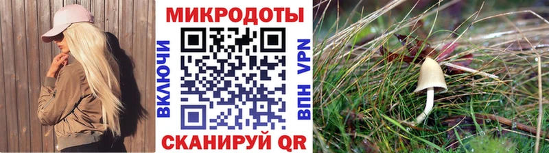 Псилоцибиновые грибы Psilocybine cubensis  Апшеронск 